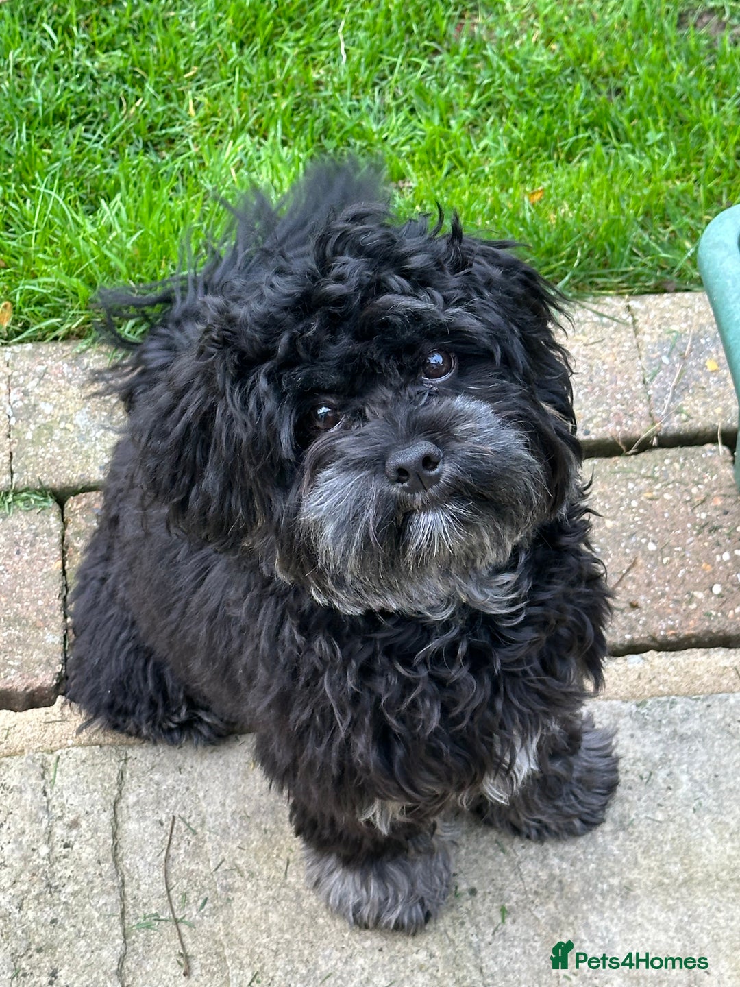 Maltipoo dogs for sale: Maltipoo - 7 month old boy - Advert 3