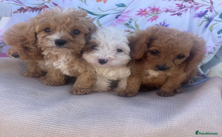 Cavapoo dogs - Advert 8