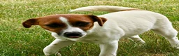 Jack Russell dogs for adoption: FIONA – Young Jack Russell Terrier - Advert 7