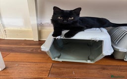 Bombay cats for sale: One Bombay 6m/o and two Calico 14m/o - Image 3