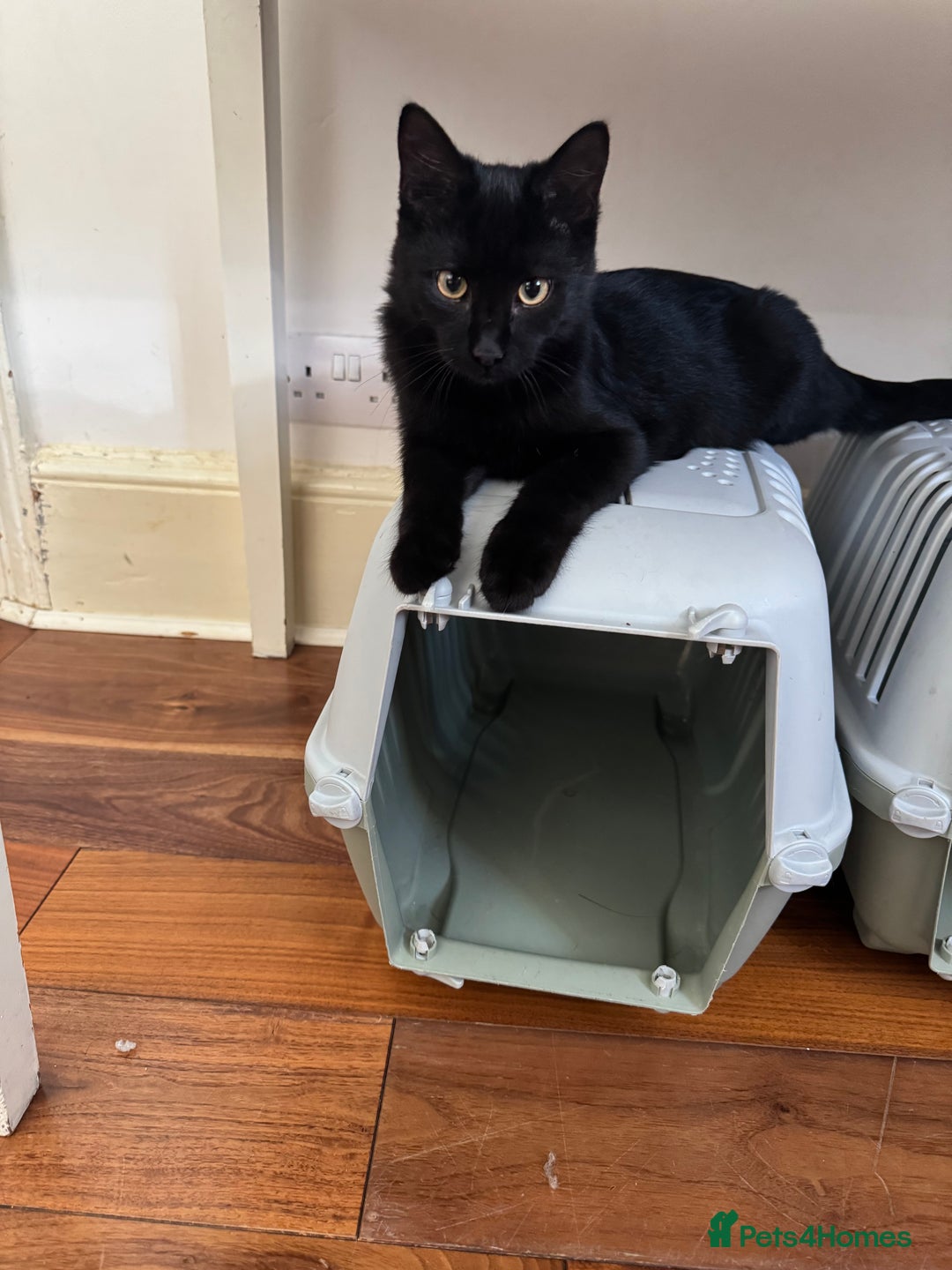Bombay cats for sale: One Bombay 6m/o and two Calico 14m/o - Image 3