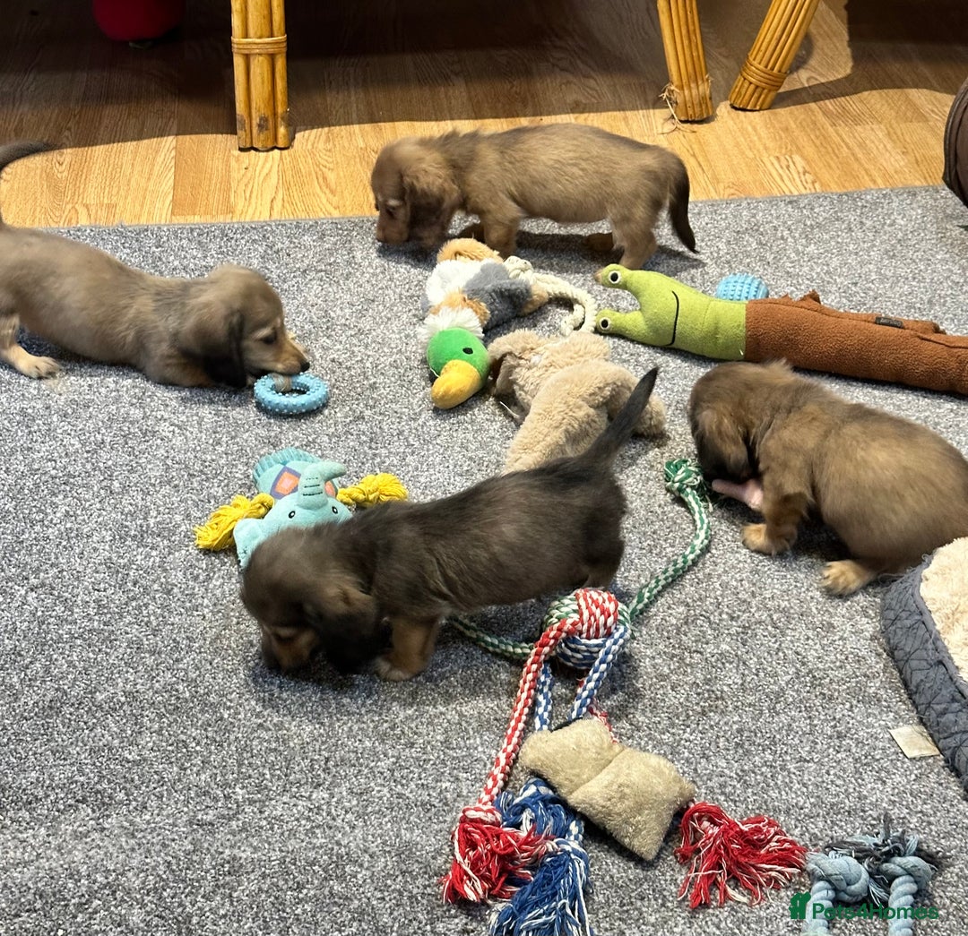 Miniature Dachshund dogs for sale: Gorgeous shaded cream pups - Image 18