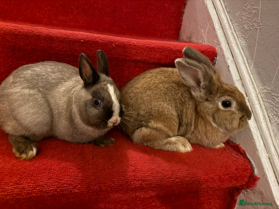 Lionhead rabbits for sale: Rabbits  - Advert 1