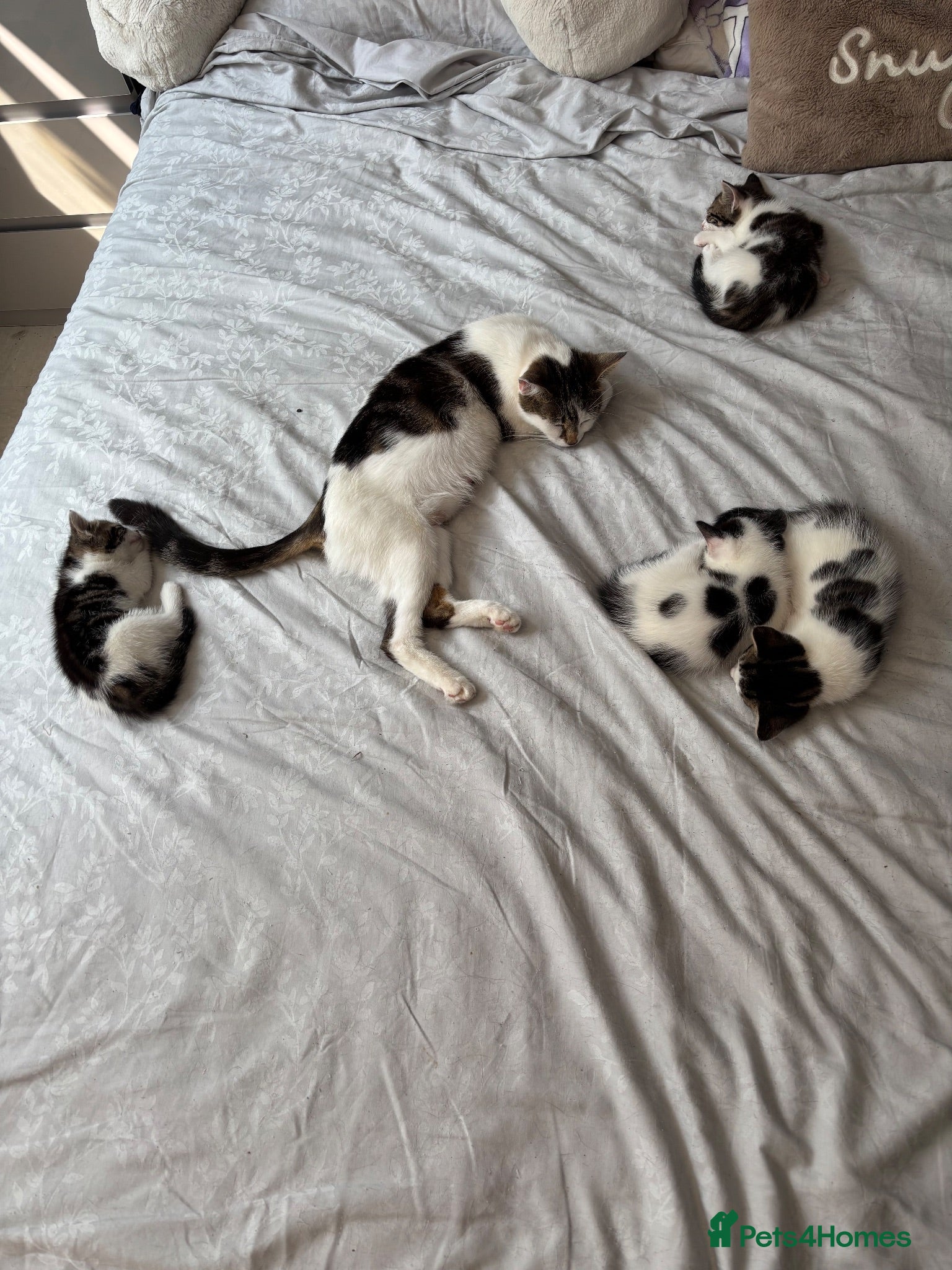 British Shorthair cats Ready to good home  - Advert 1
