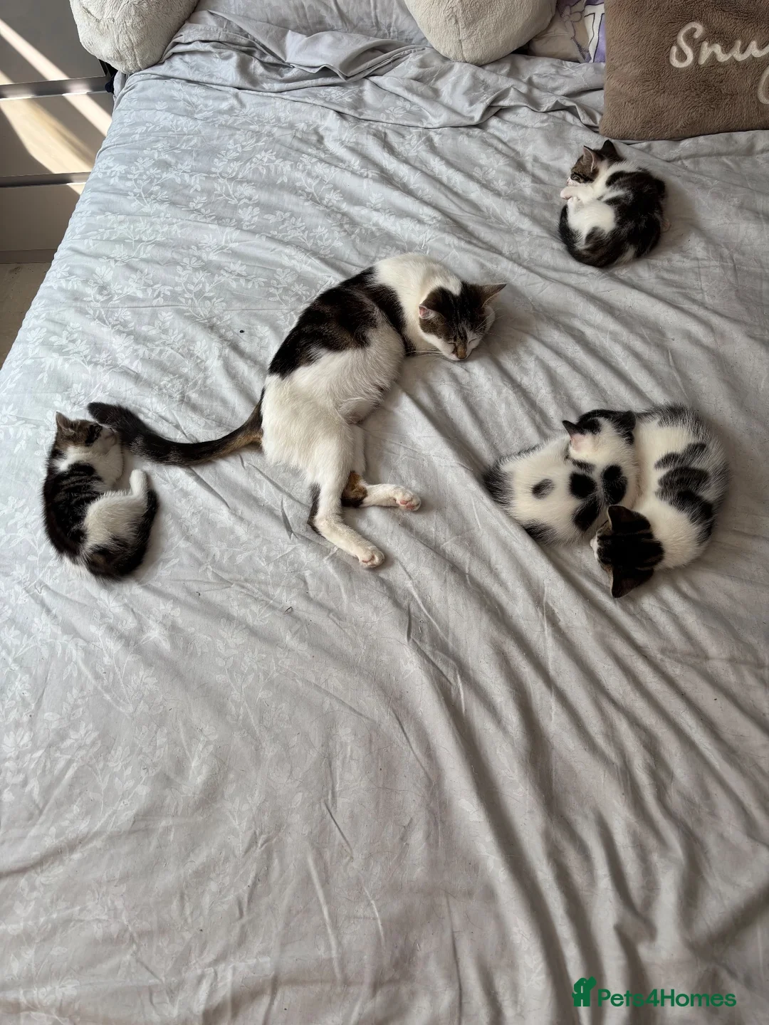 British Shorthair cats for sale: Ready to good home  - Advert 1