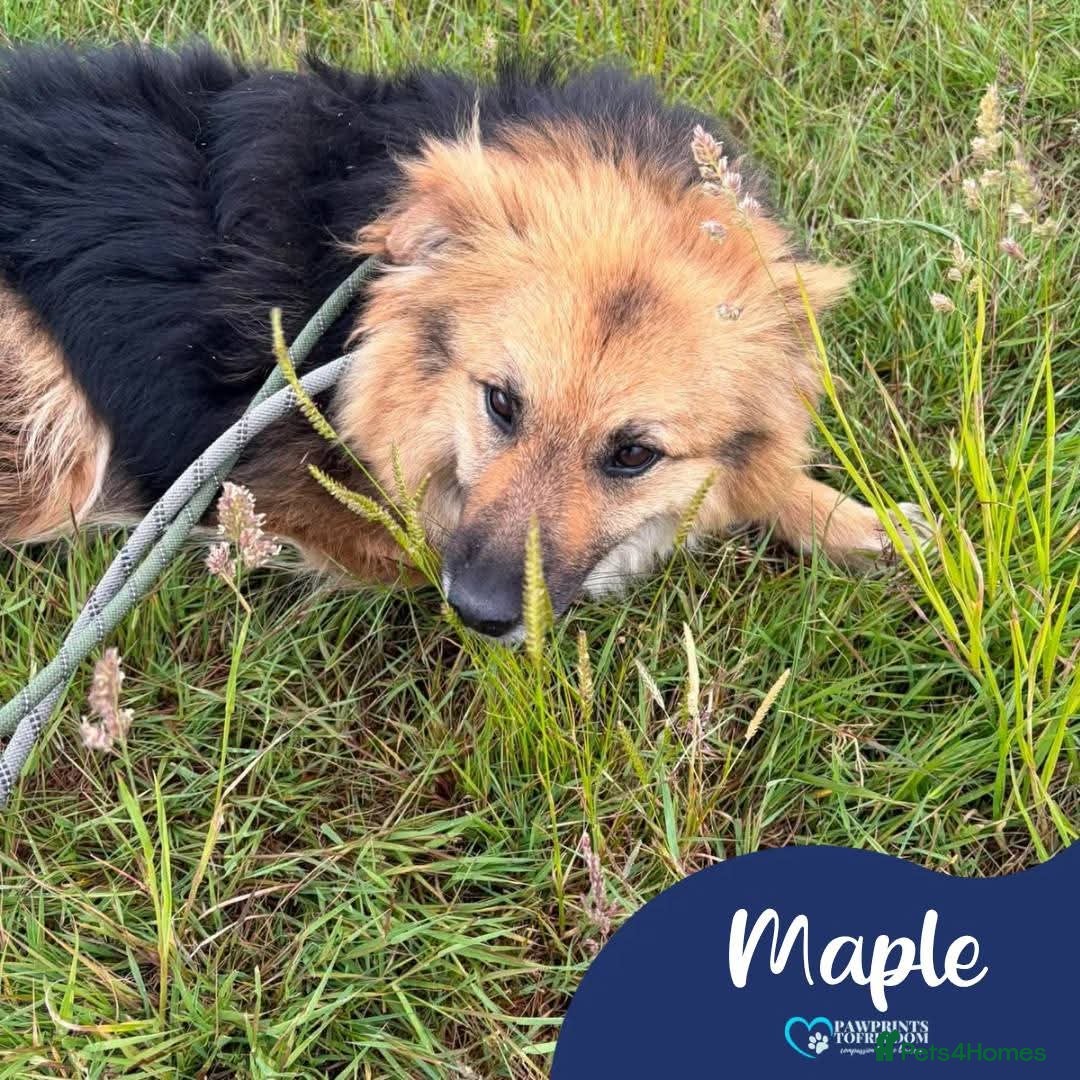 Mixed Breed dogs Meet Maple, currently residing in Essex  - Advert 2