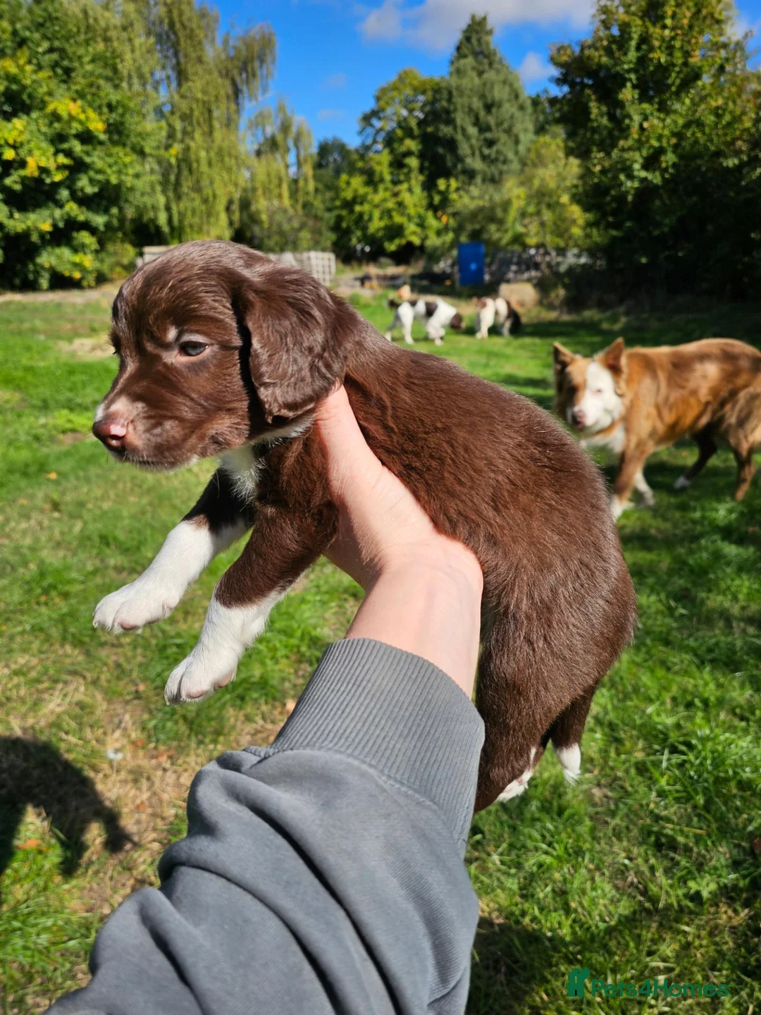 Sprollie dogs for sale: Sprollie Puppies in Dunmow - Advert 24