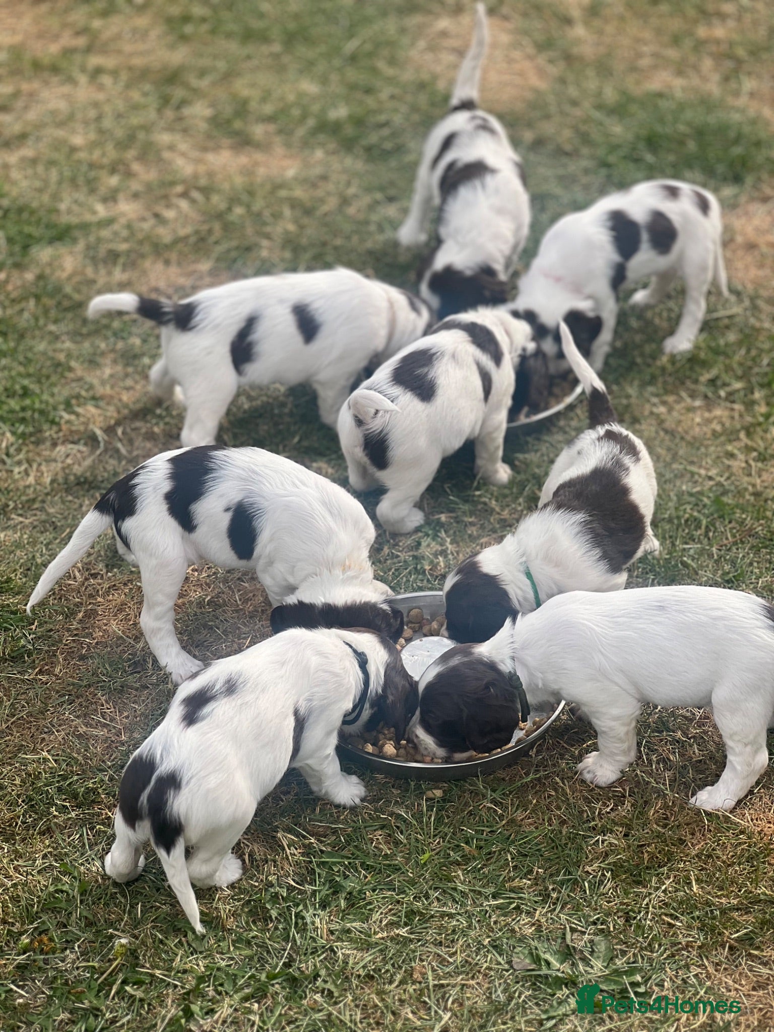 English Springer Spaniel dogs English Springer Spaniels white and liver girls - Advert 2