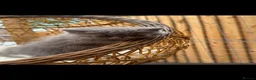 Exotic cats for sale: Exotic kittens  - Advert 20