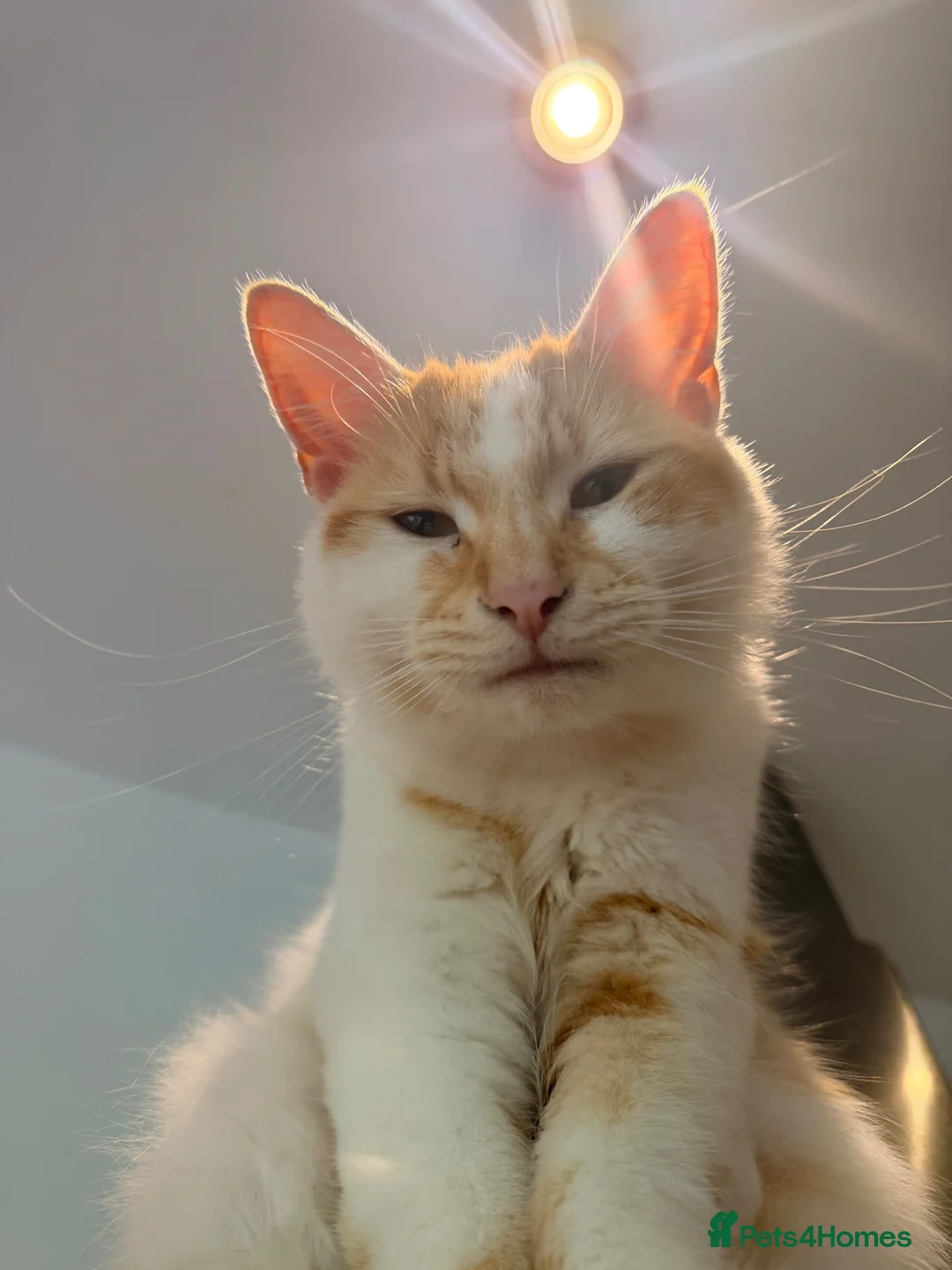 Norwegian Forest Cat cats for sale: Beautiful Norwegian Forest Cat  in Droitwich - Advert 1