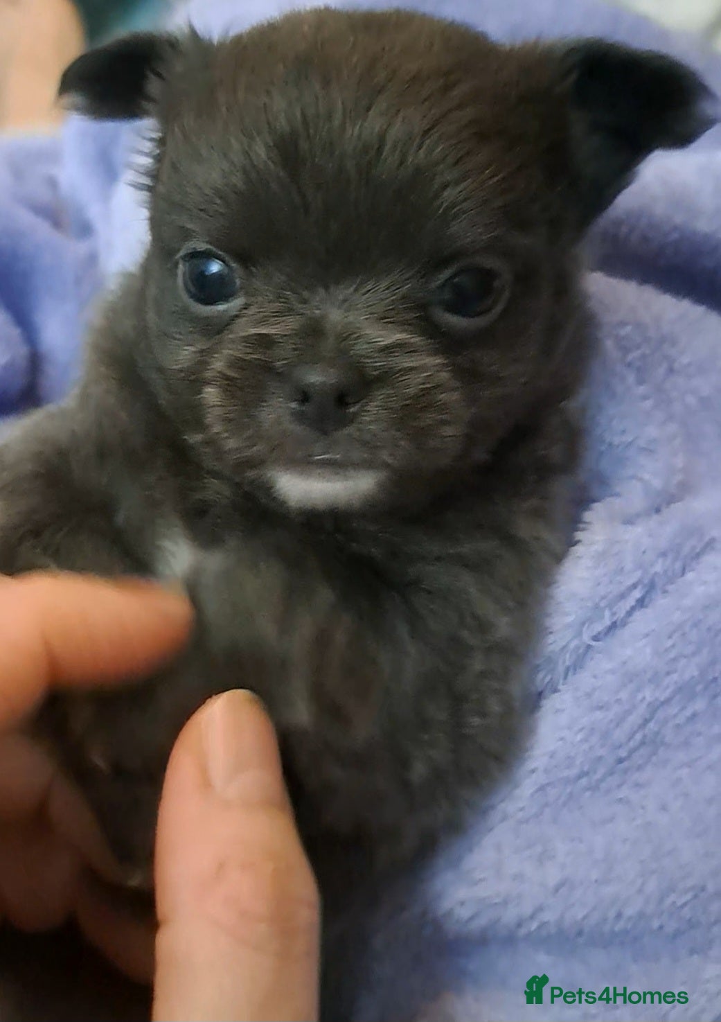 Chihuahua dogs Long Coat Chihuahua Puppies for Sale - Advert 10