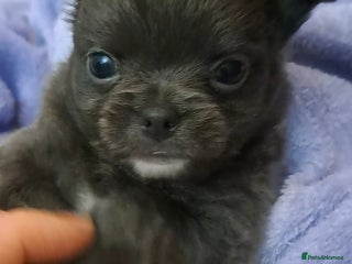 Chihuahua dogs Long Coat Chihuahua Puppies for Sale - Advert 10