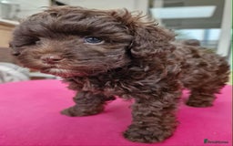 Toy Poodle dogs for sale: Mikipoos  - Image 3