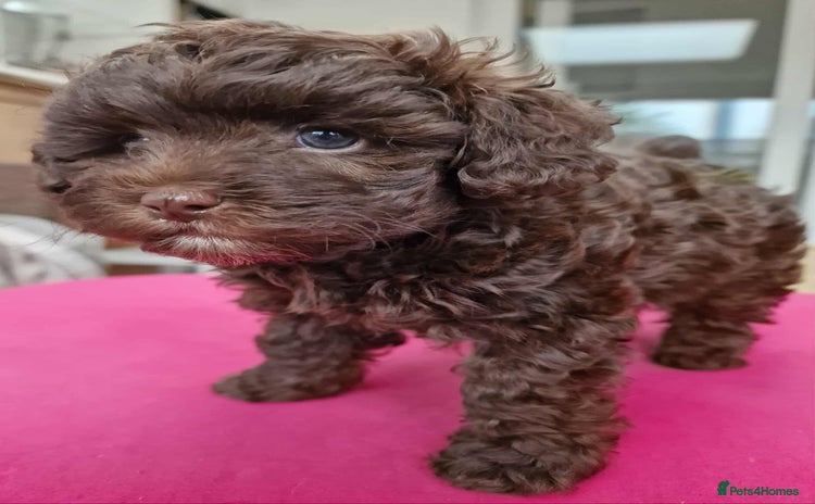 Toy Poodle dogs - Advert 10