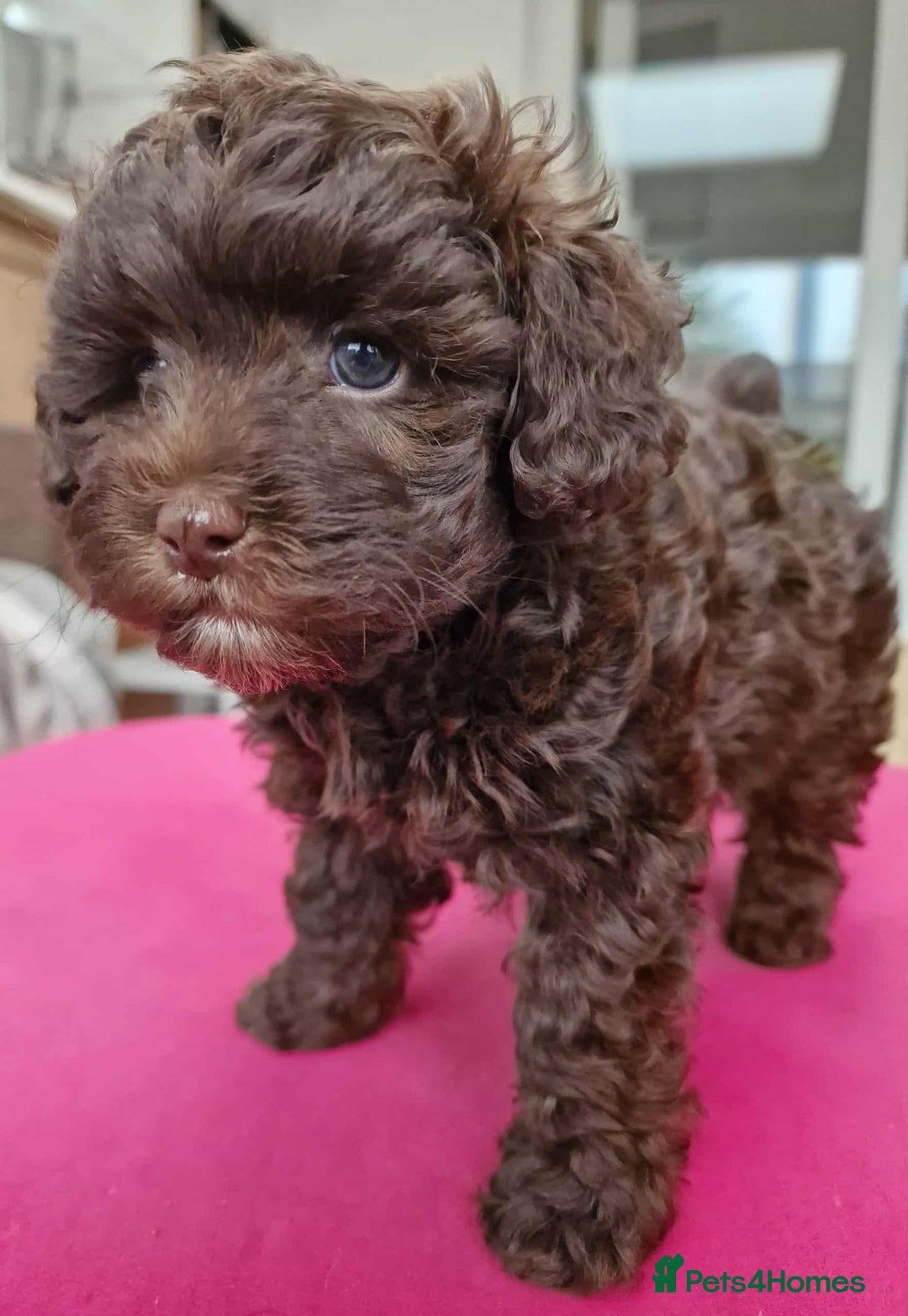 Toy Poodle dogs for sale: Mikipoos  - Image 3