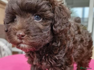 Toy Poodle dogs - Advert 18