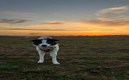 Border Collie dogs for sale: Cooper and Juno - Image 12