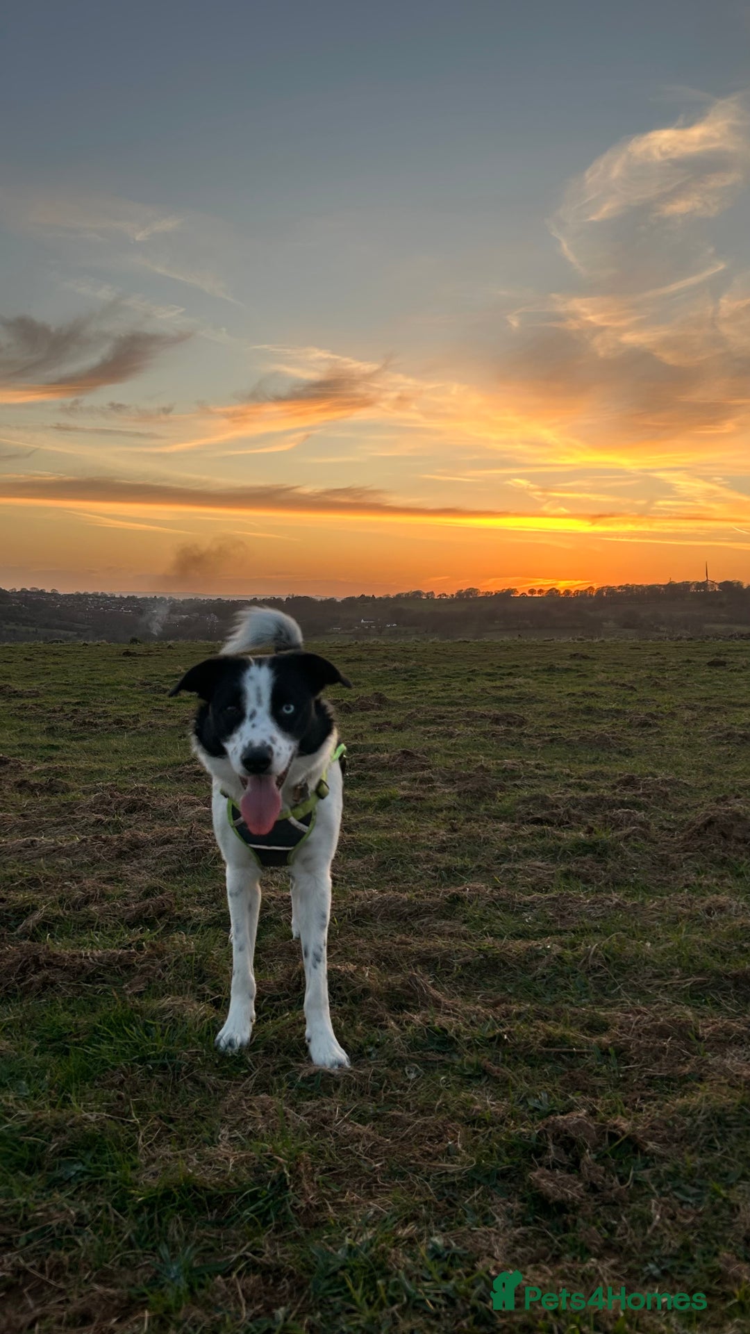 Border Collie dogs for sale: Cooper and Juno - Image 12