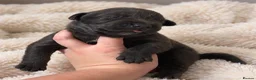 Mixed Breed dogs for sale: Gorgeous Blue & Brindle Mixed Breed Puppies 🫐💗 - Advert 5
