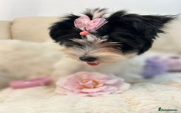 Biewer Terrier dogs for sale: 🩶🩷Biewer-Biro Champion heritage pups! 🐶❤️ - Image 7