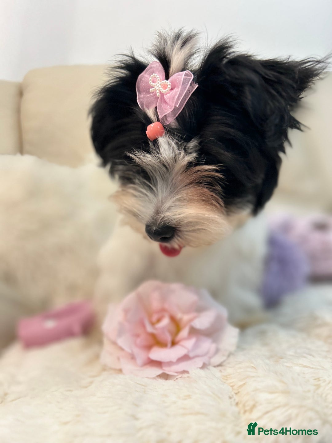 Biewer Terrier dogs for sale: 🩶🩷Biewer-Biro Champion heritage pups! 🐶❤️ - Image 7