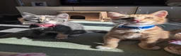 Mixed Breed cats for sale: Archie and Alice  in Midhurst - Advert 4