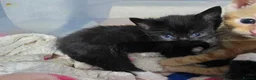 Mixed Breed cats for sale: gorgeous kittens - Advert 4