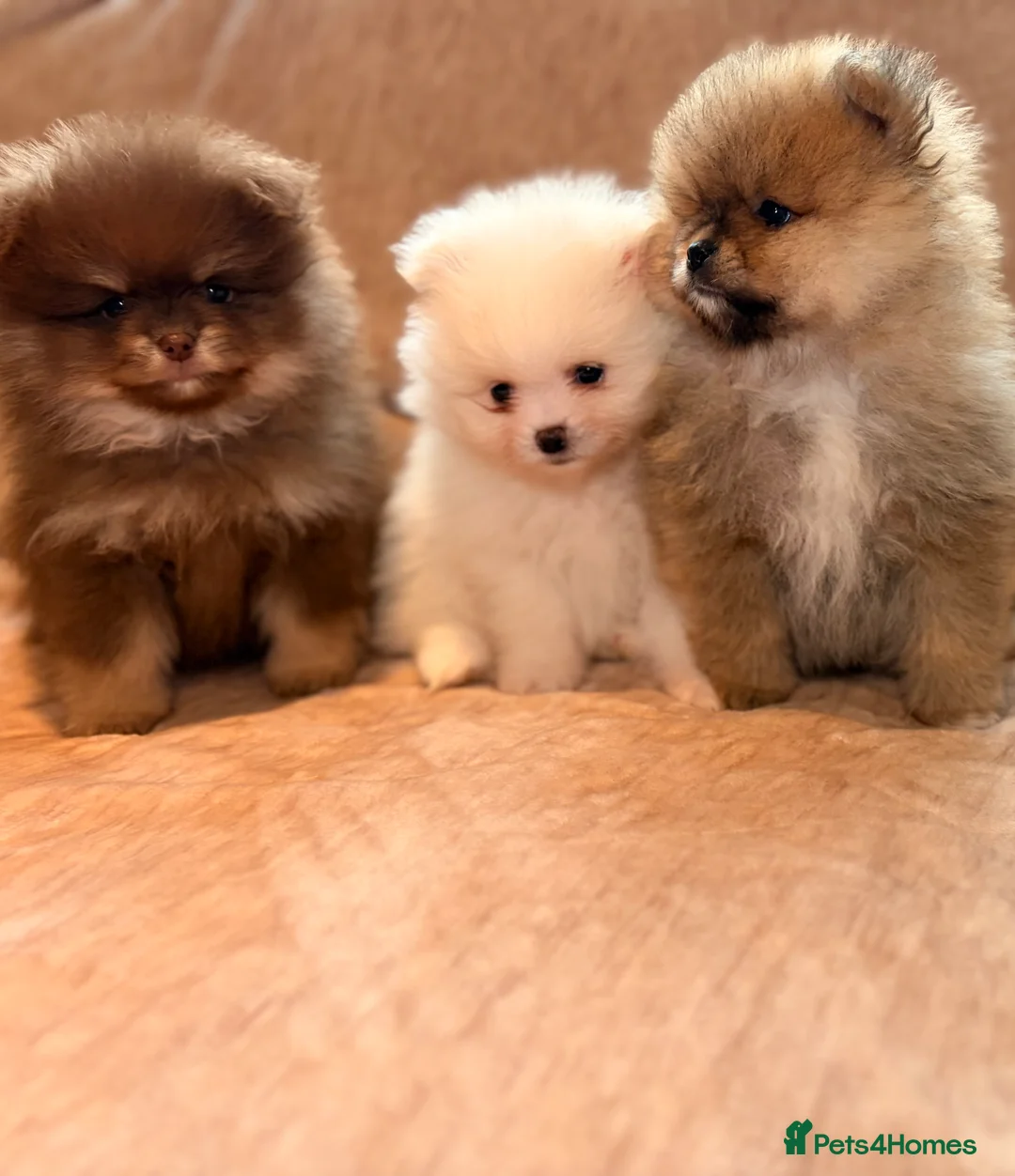Pomeranian dogs for sale: Beautiful Pomeranian babies - Advert 16