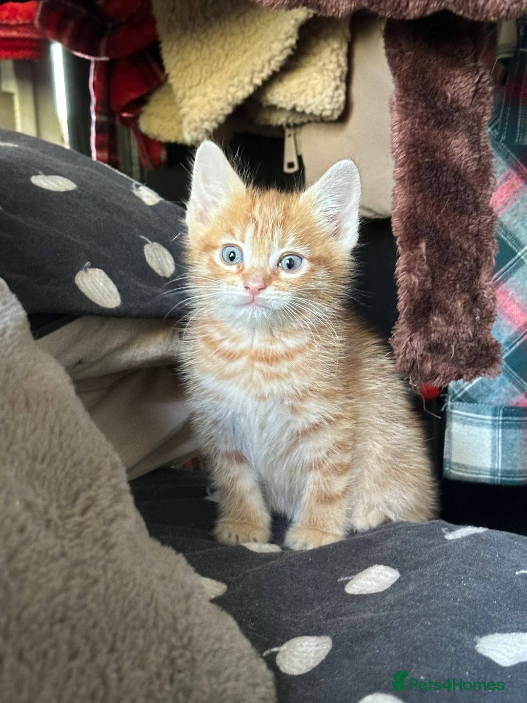Mixed Breed cats for sale: Kittens - Image 10