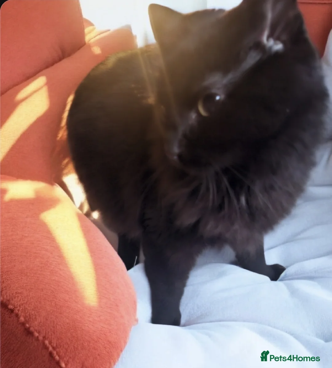 Domestic Shorthair cats for adoption: Lovely Bonded Pair looking for a very special home - Advert 5