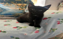 Mixed Breed cats for sale: Female kittens - Image 10