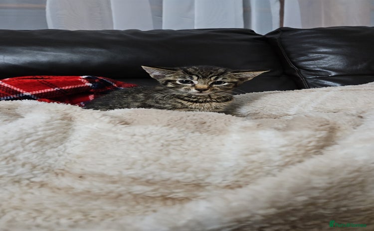 Mixed Breed cats - Advert 1