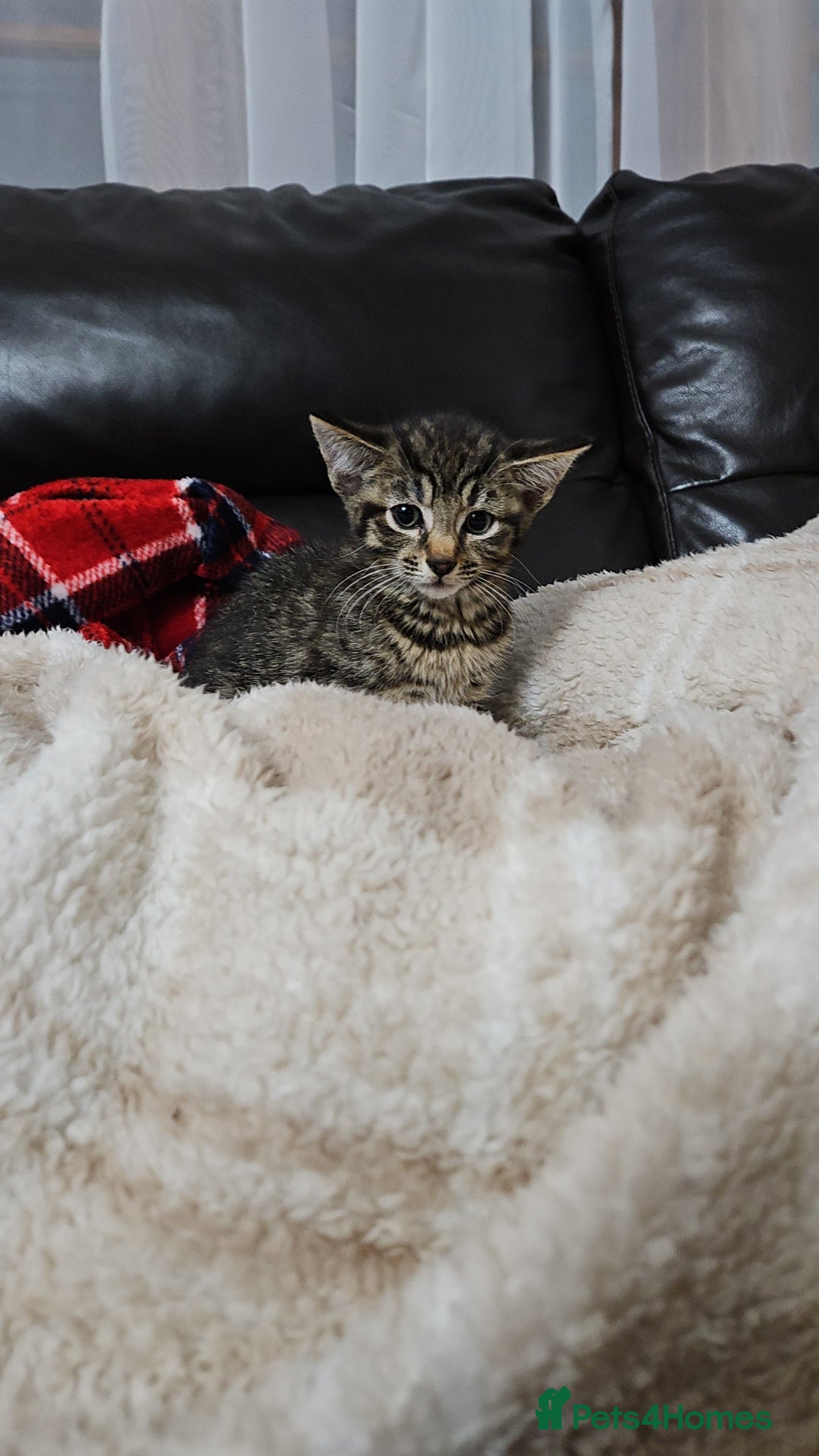Mixed Breed cats for sale: A male tabby kitten - Image 1