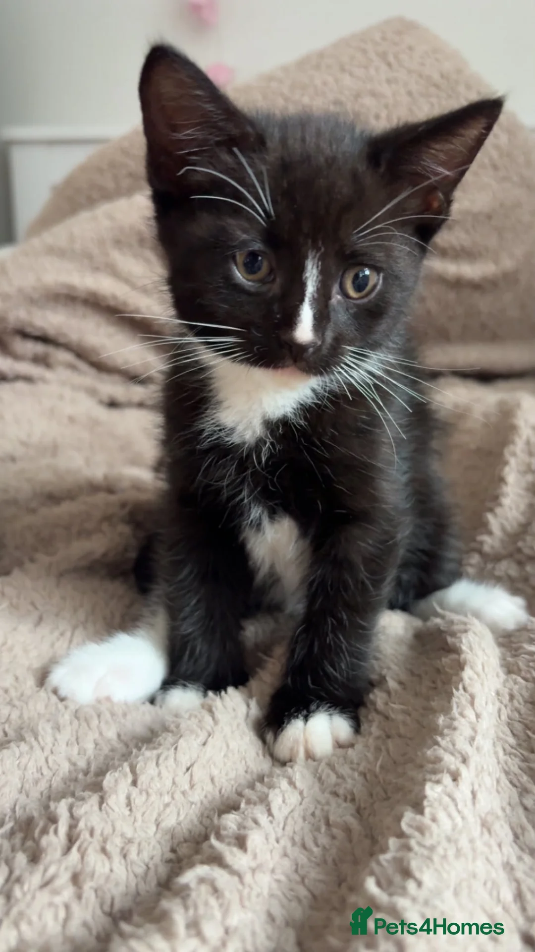 Mixed Breed cats for sale: Kittens for sale! - Advert 7