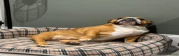 English Bulldog dogs for sale: Missy- English bulldog - Advert 3