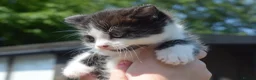 Mixed Breed cats for sale: 3 of the fluffiest, friendliest kittens for sale! - Advert 5
