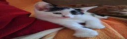 Mixed Breed cats for sale: 2 female black and white kittens available  in Walsall - Advert 11