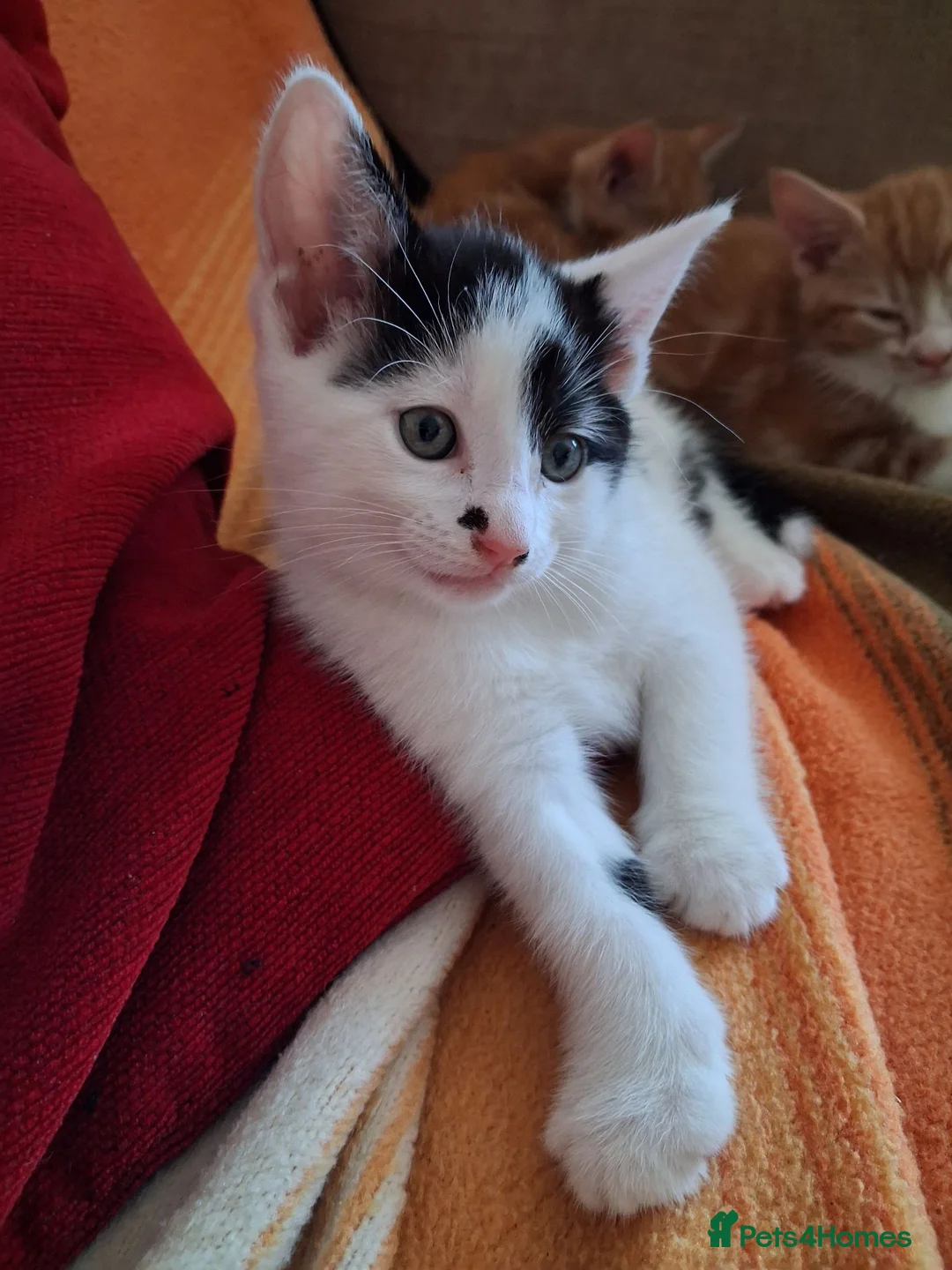 Mixed Breed cats for sale: 2 female black and white kittens available  in Walsall - Advert 11
