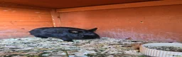Netherland Dwarf rabbits for sale: Neatherland dwarf bucks in Llandeilo - Advert 7