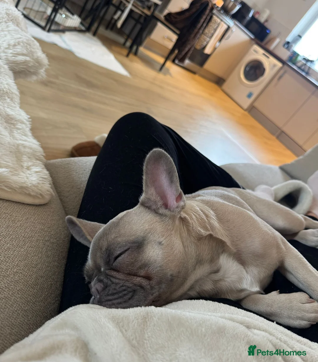 French Bulldog dogs for sale: Skye 🐾 🩵 looking for her forever home 🩵 - Advert 8