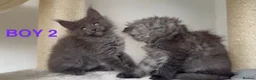 Maine Coon cats for sale: Only 2 left. SHOW QUALITY MAINE COON KITTENS  - Advert 5