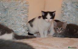 Mixed Breed cats for sale: 6 Adorable Playful Kittens for Sale - Image 39