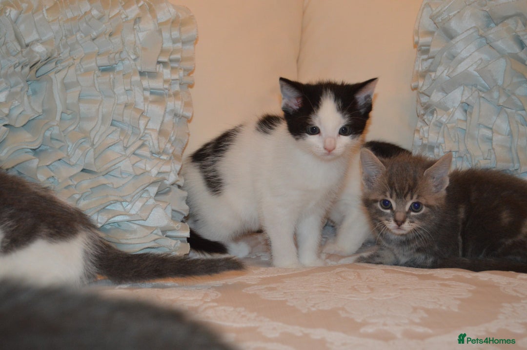 Mixed Breed cats for sale: 6 Adorable Playful Kittens for Sale - Image 39