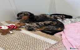Dachshund dogs for sale: KC reg. Long hair miniature Dachshund puppies  - Image 12