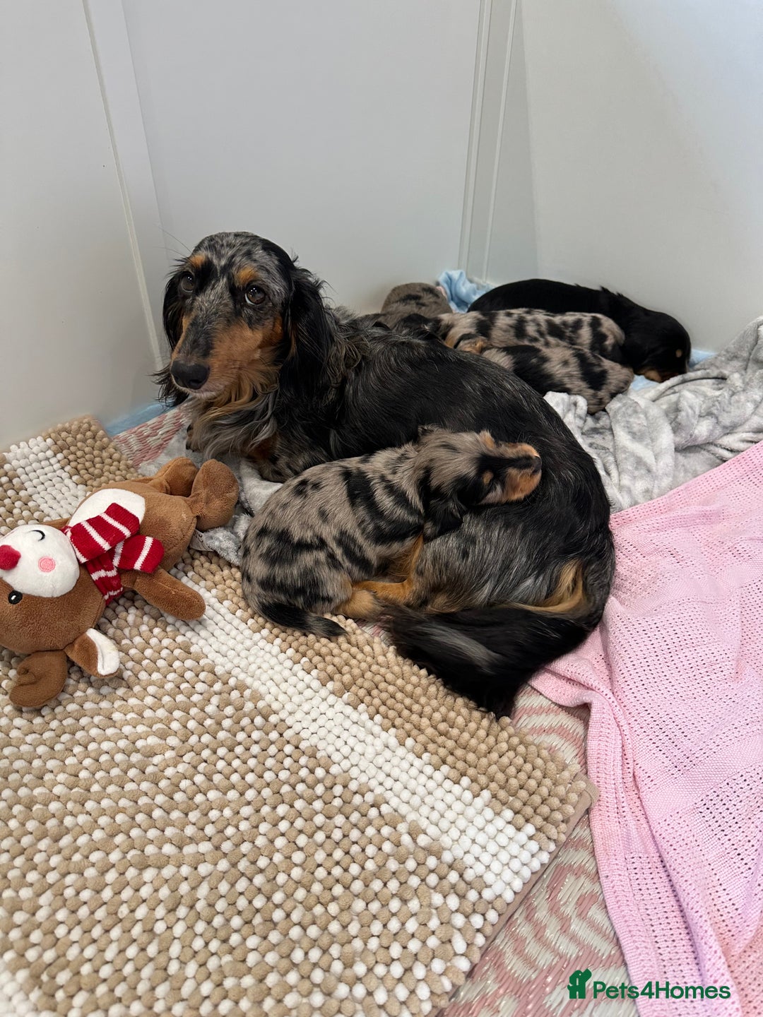 Dachshund dogs for sale: KC reg. Long hair miniature Dachshund puppies  - Image 12