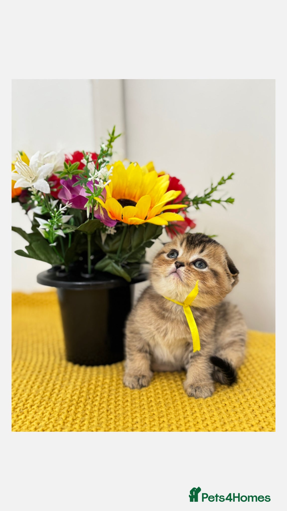 Scottish Fold cats Scottish Fold X British Shorthair Kittens - Advert 1