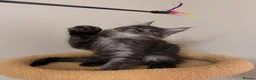 Maine Coon cats for sale: PROUDLY LICENSED, FULLY REGISTERED CATTERY!!  - Advert 20