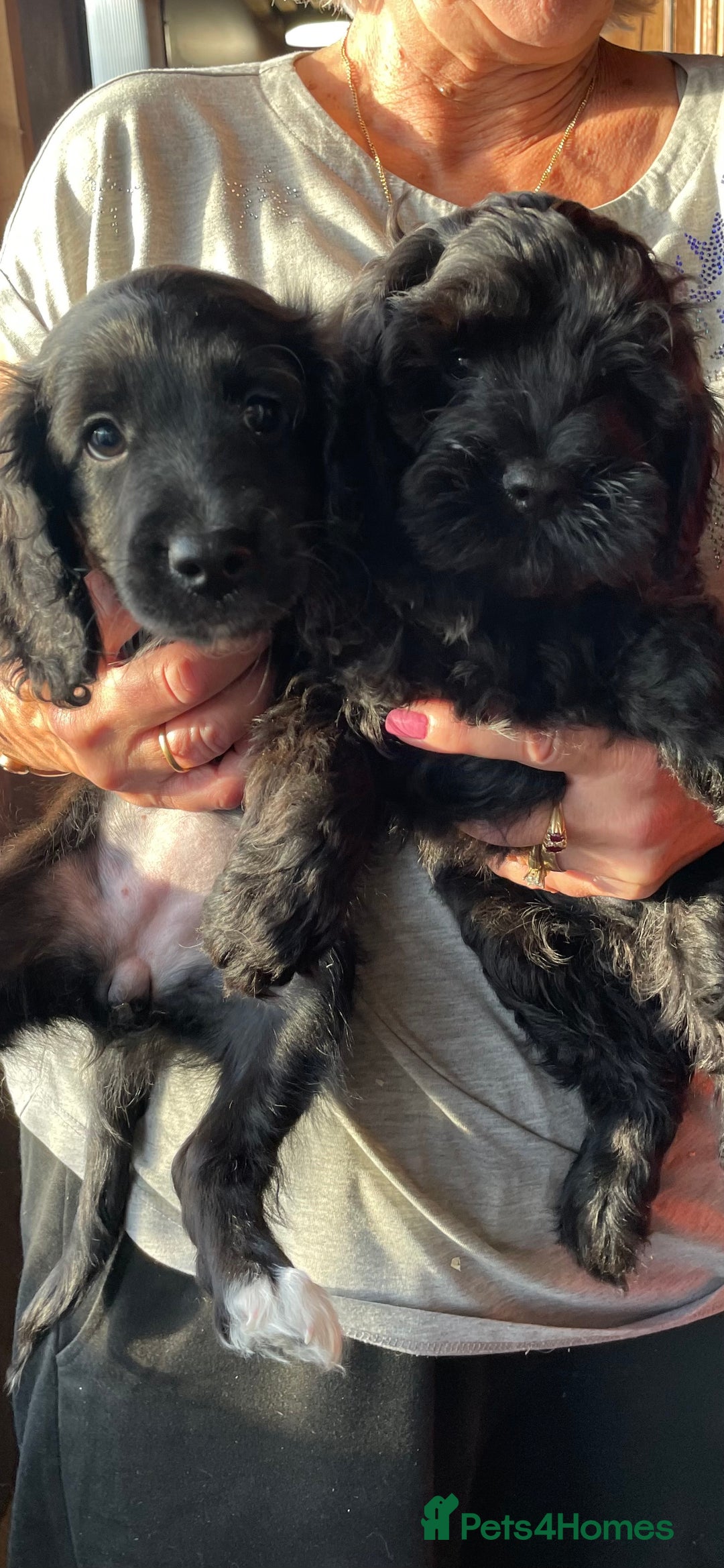 Cockapoo dogs for sale: Cockapoo Pups - Image 6