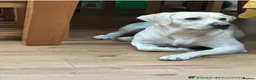 Labrador Retriever dogs for stud: Fantastic Labrador for stud - Advert 1