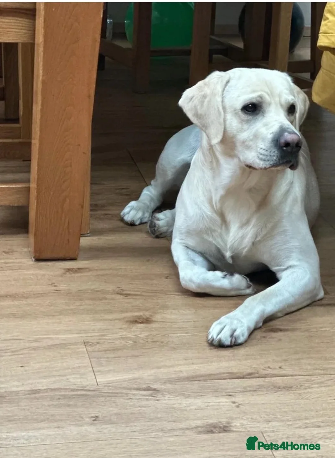 Labrador Retriever dogs for stud: Fantastic Labrador for stud - Advert 1
